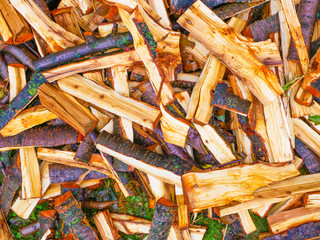 Freshly cut tree logs. Cut pine logs. Close-up. Firewood for the winter. Bouquet of many fresh logs. Wet logs. Orange color cut