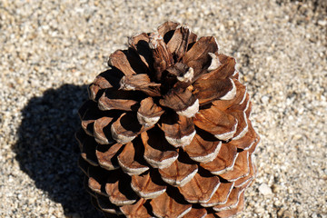 Nature Dead Pine cone drop on the stone ground in yosemite national park - united states of america                    