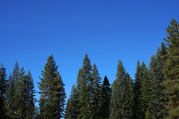 Landscape view of many pine tree and clear blue sky texture background at yosemite national park , california , united states of america