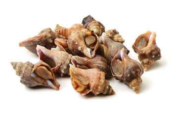 live conch on white background