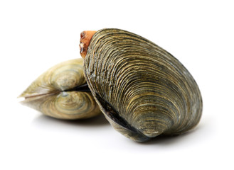 fresh clams on white background