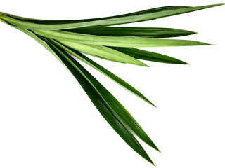 Fresh Pandan leaves or screw pine leaves isolated on white background.concept food and beverage of healthy natural From green herbs