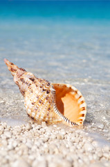 Orange triton shell with strong tiger markings standing upright on bright smooth pebble Mediterranean beach