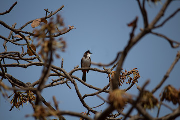 The Red Whiskered Bulbul