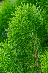 Fresh green pine leaves, Oriental Arborvitae, Thuja orientalis (also known as Platycladus orientalis) leaf texture background for design foliage pattern and backdrop.