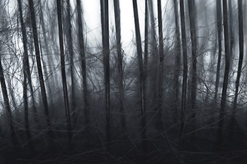 Closeup of Soft Slicker Brush Steel Needles and Pet Hair Collected during Grooming Session. Dark Scary Forest Allegory.