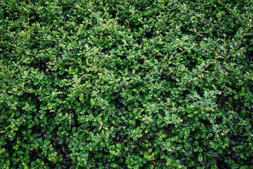 Natural green background of green leaves