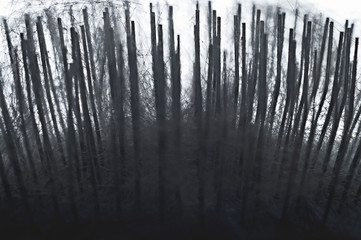 Closeup of Soft Slicker Brush Steel Needles and Pet Hair Collected during Grooming Session. Dark Scary Forest Allegory.