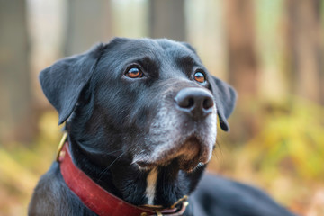 Portrait of a Labrador in the village. Photographed close-up.