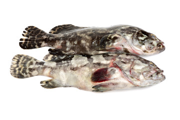 Seafood,Grouper fish isolated on white background