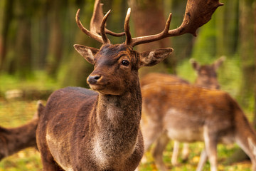A stag stands in the forest surrounded by his herd.