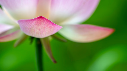 Lotus flower in early summer