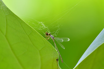 The damselflies catching spider