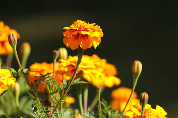 Flower bed of marigold
