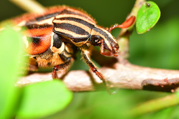 Beautiful insects in summer