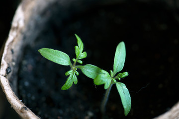 young plant in pot, Sweden