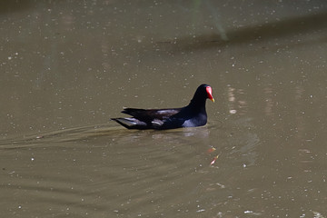 A common moorhen (Gallinula chloropus) swimming in a river.