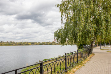 Fototapeta na wymiar birch with a metal fence near the lake