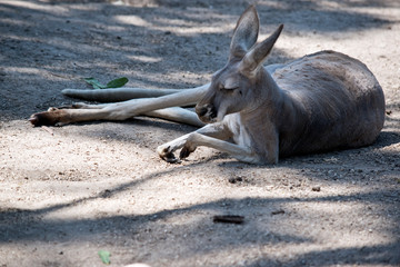 the female red kangaroo is resting