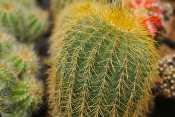 Mammillaria elongata var intertexta cactus.   cactus isolated on blur background. close up green cactus. Close up succulent plants on blur background, green succulents isolated.Mammillaria isolated