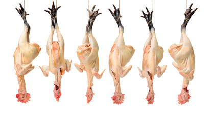 raw black feet chickens on white background © zcy