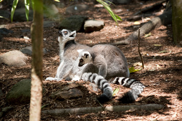 the ring tailed lemurs are preening each other