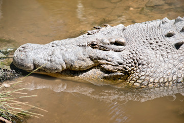 this is a close up of a salt water crocodile
