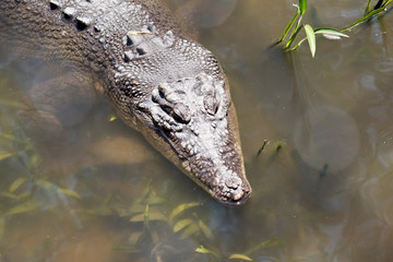 this is a close up of a salt water crocodile