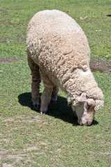 Naklejka na ściany i meble the sheep is grazing on the grass