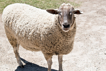 this is a close up of a sheep