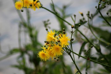 bee on yellow flower