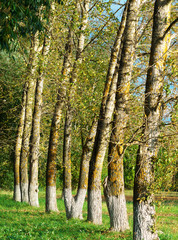 Obraz premium Curved whitewashed trees at autumn park landscape