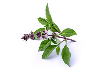 Closeup green fresh basil leaves (Ocimum basilicum) with flower isolated on white background. Herbal medicine  plant concept.