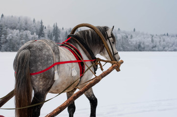 New Year landscape. A horse in a Russian harness harnessed to a sled. Picture for postcard
