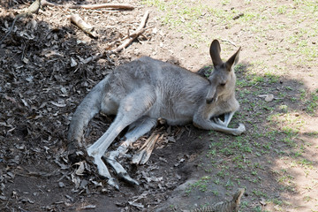 the western grey kangaroo is resting