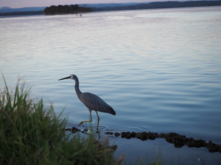 great blue heron