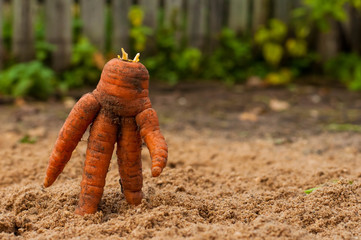 Unusual carrots. A close up of the unusual carrots, similar to humans