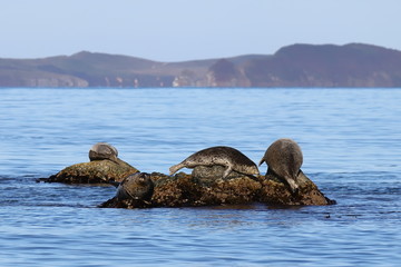 Spotted seals (largha seal, Phoca largha) on rocky island in sea. Seal sanctuary. Calm blue sea, wild marine mammals in the wilds.
