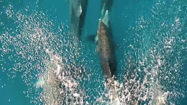 Tracking shot Family of Bottlenose Dolphin Swimming and Diving, Greece