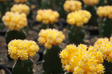 Gymnocalycium mihanovichii cactus.  yel  cactus isolated on blur background. close up yellow cactus. Close up succulent plants on blur background, succulents isolated. gymno isolated     