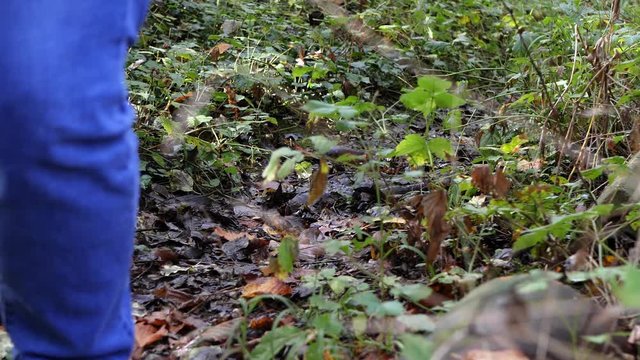 Adult man in jeans walks through brush, legs seen. Concept pedophile.