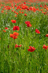 Poppies growing in a field