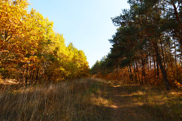 Obraz premium autumn forest of coniferous and deciduous in the light of the sun