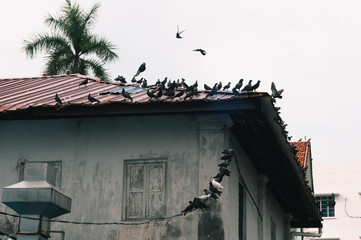 Pigeon birds standing together with friends.Pigeons sitting.Isolated pigeons.Portrait of birds.Birds in Penang, Malaysia.Group of birds.Group of pigeons and the dove.Bird couple.