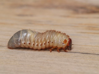 Close-up a Larva worm of Siamese Rhinoceros Beetle or Fighting Beetle (Xylotrupes gideon) on wood texture background.
