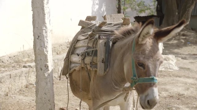 donkey in a remote village prepared by the owner to go on the mountain,
