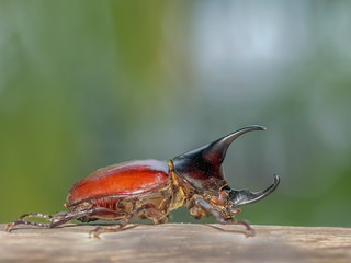 Close-up an Asiatic rhinoceros beetle (Oryctes rhinoceros) resting on wood ground with green nature blurred background.