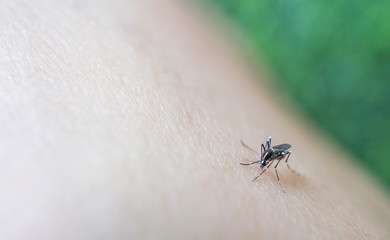 Mosquito sucking blood on human skin cause sick, Malaria,Dengue,Chikungunya,Mayaro fever,Dangerous Zica virus,influenza,Zika virus