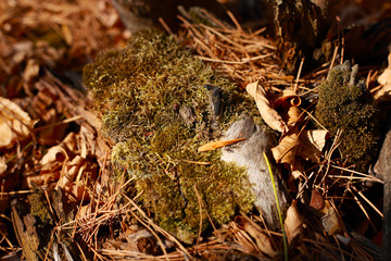 green moss among dry leaves in the forest