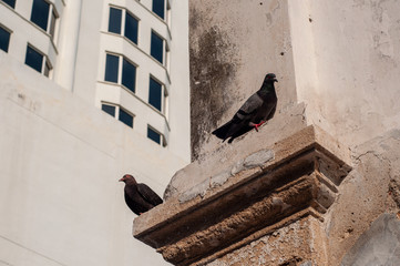 Pigeon birds standing together with friends.Pigeons sitting.Isolated pigeons.Portrait of birds.Birds in Penang, Malaysia.Group of birds.Group of pigeons and the dove.Bird couple.